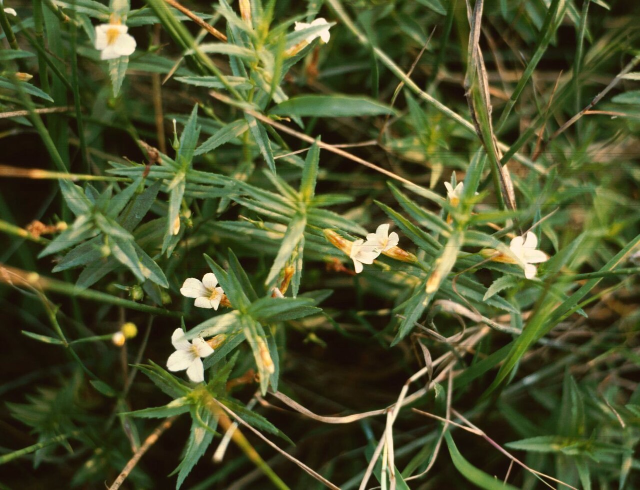 Hedge Hyssop — Gratiola officinalis, used in Haitian and Caribbean herbal tradition