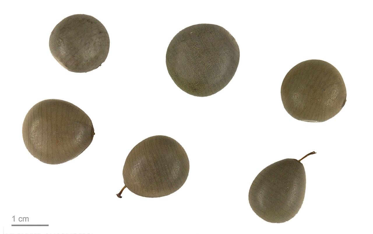 Gray nicker (Canique) — Guilandina bonduc, used in Haitian and Caribbean herbal tradition