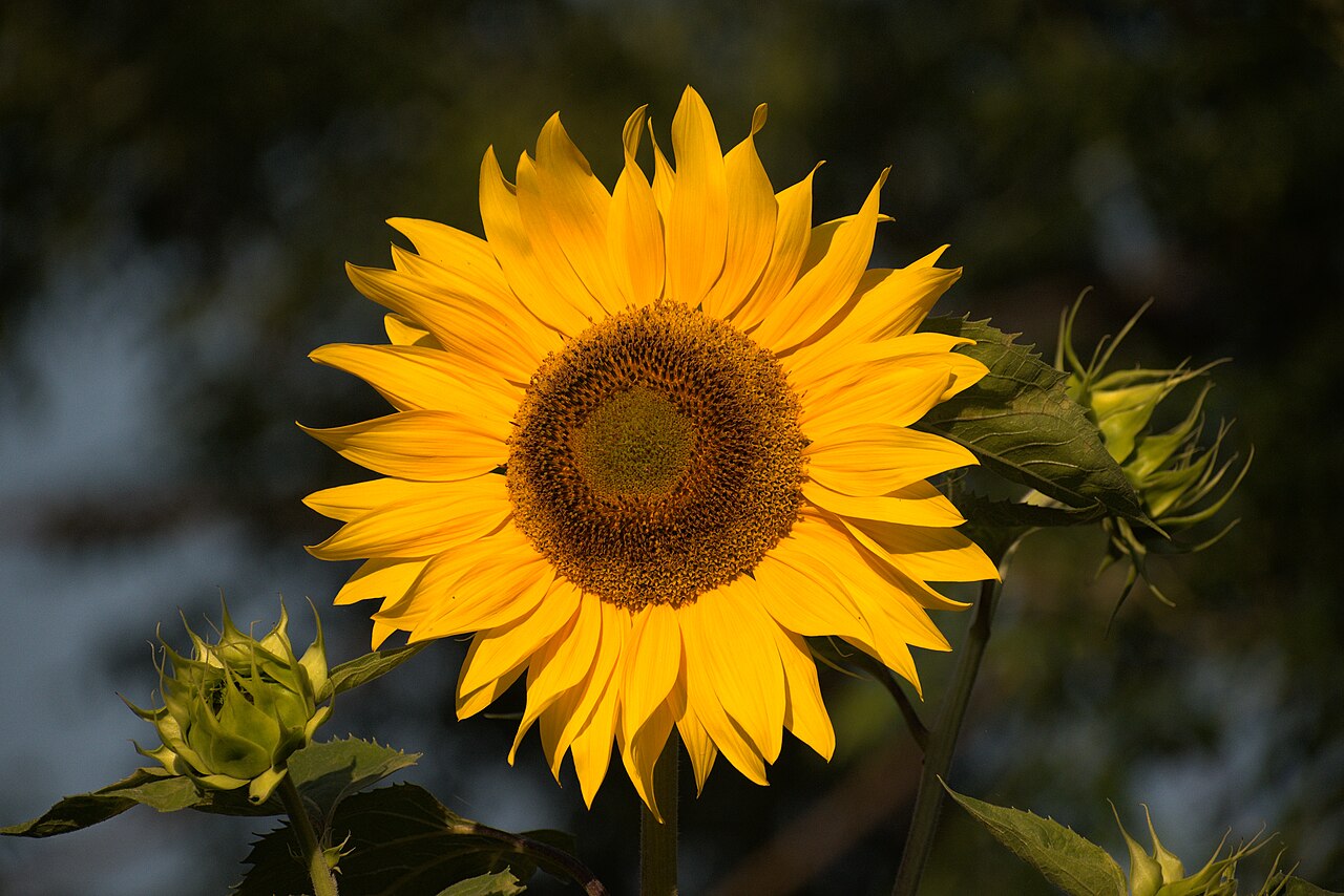 Sunflower — Helianthus annuus, used in Haitian and Caribbean herbal tradition