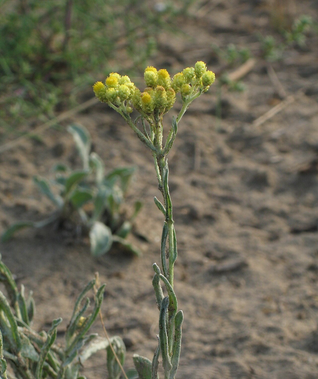 Sandy everlasting — Helichrysum arenarium, used in Adriatic and Balkan herbal tradition