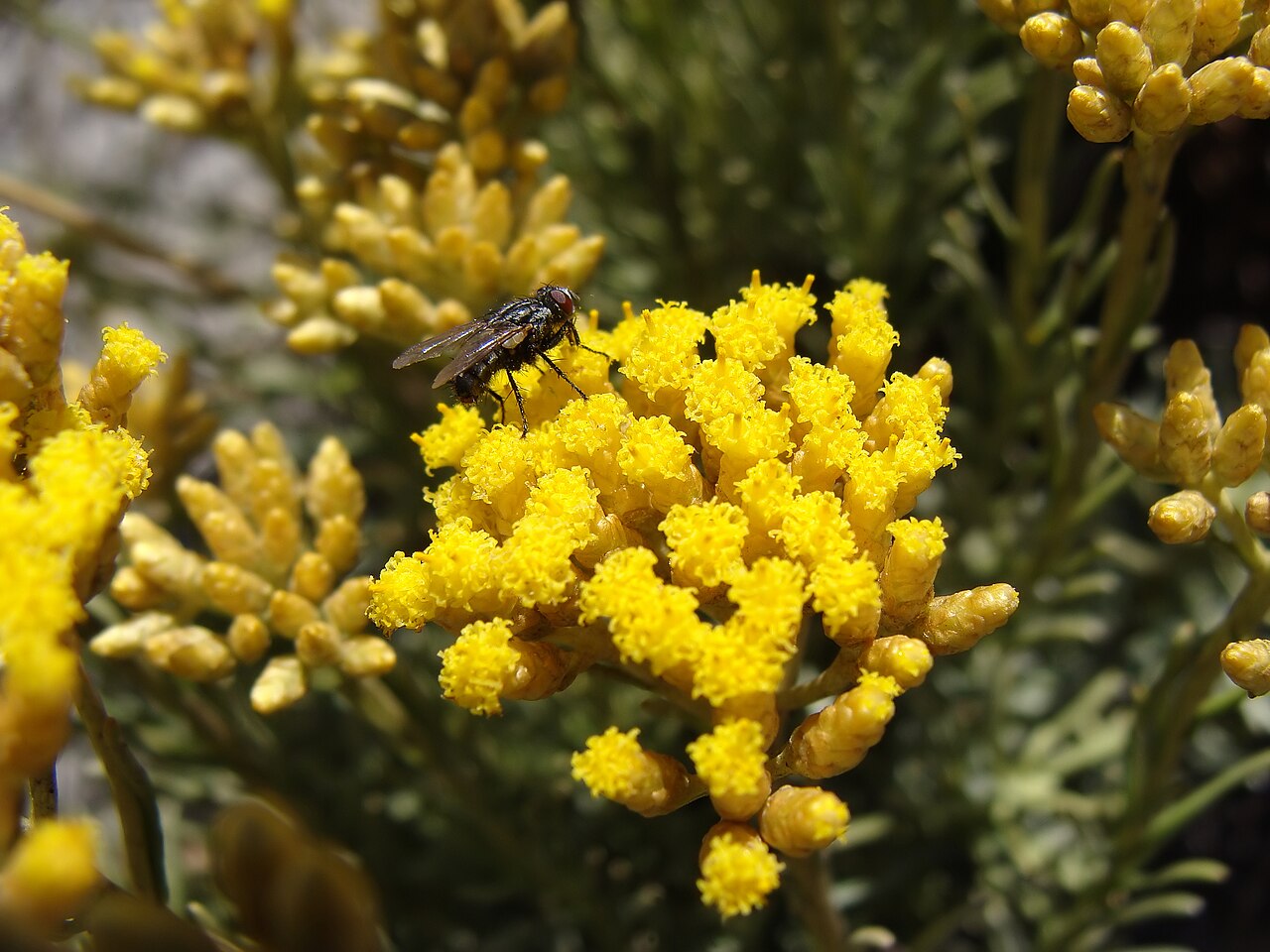 Curry Plant / Immortelle — Helichrysum italicum, used in Adriatic and Balkan herbal tradition