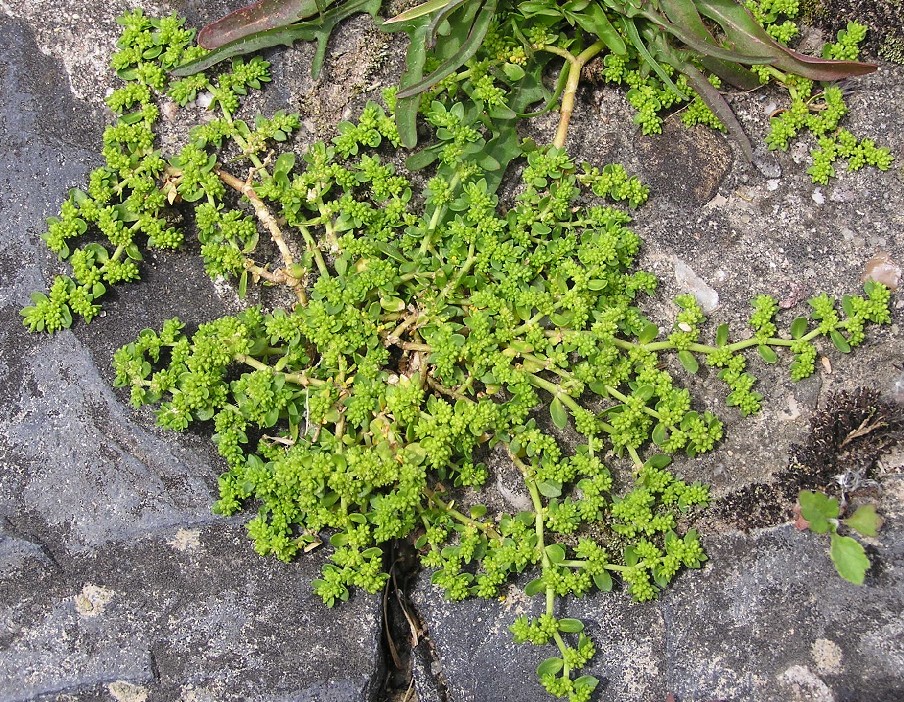 Smooth Rupturewort — Herniaria glabra, used in Haitian and Caribbean herbal tradition