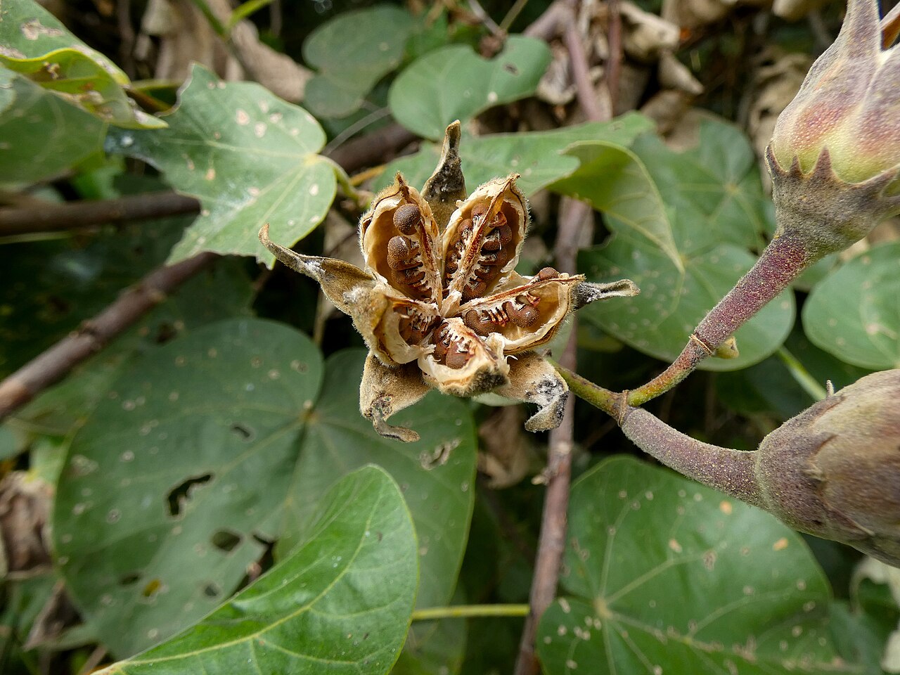 Sea hibiscus (Maho fran) — Hibiscus tiliaceus, used in Haitian and Caribbean herbal tradition
