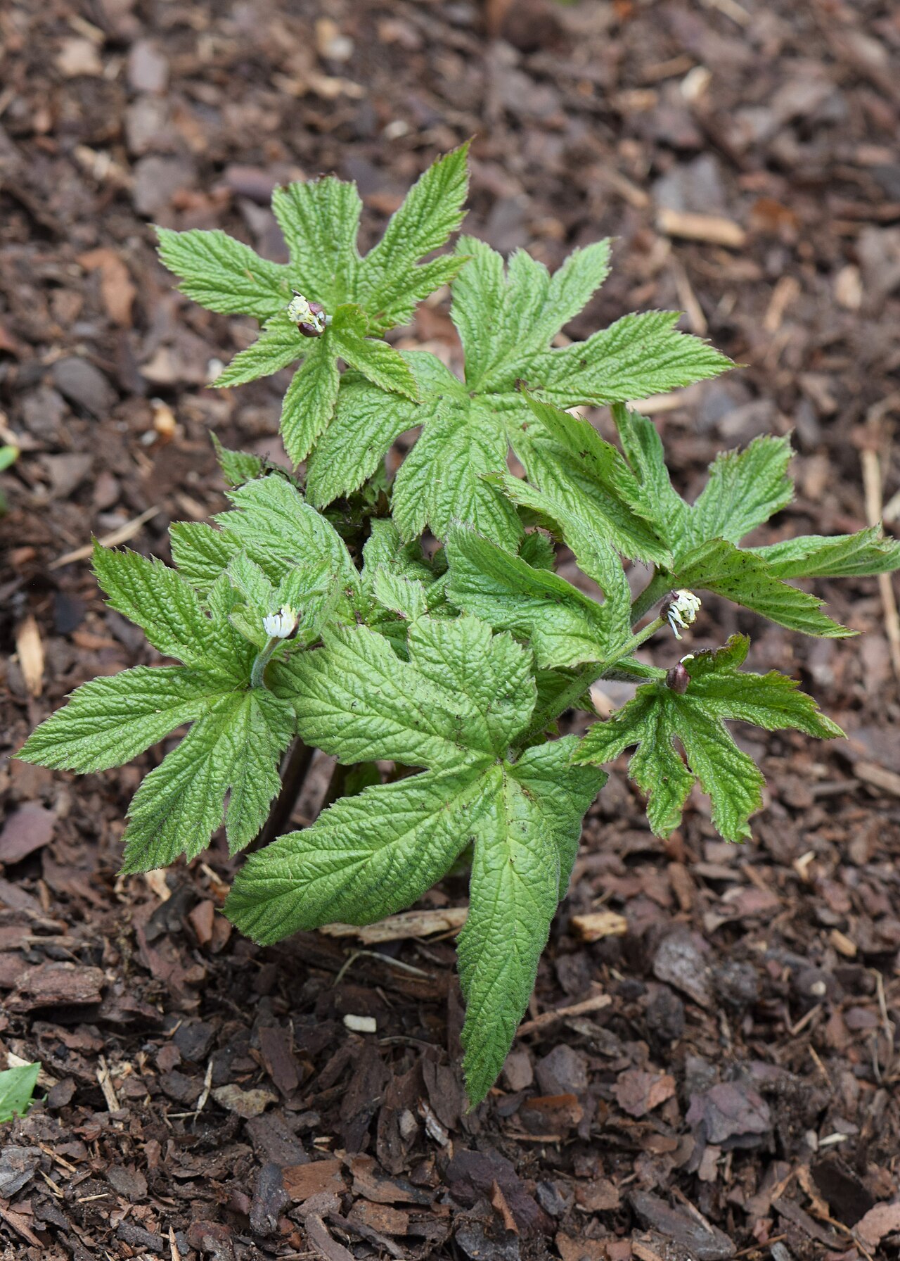 Goldenseal — Hydrastis canadensis, used in Haitian and Caribbean herbal tradition