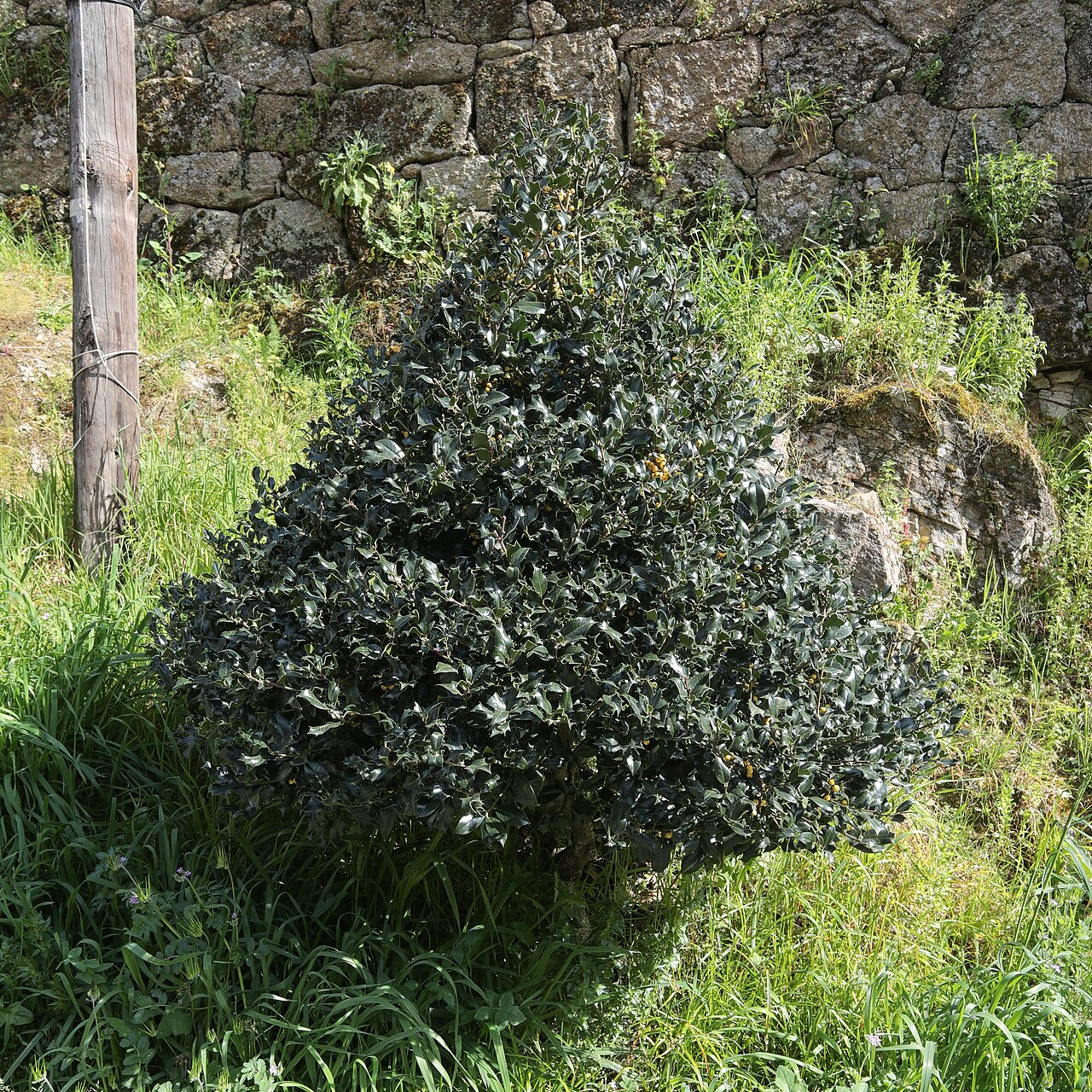 Holly — Ilex aquifolium, used in Haitian and Caribbean herbal tradition