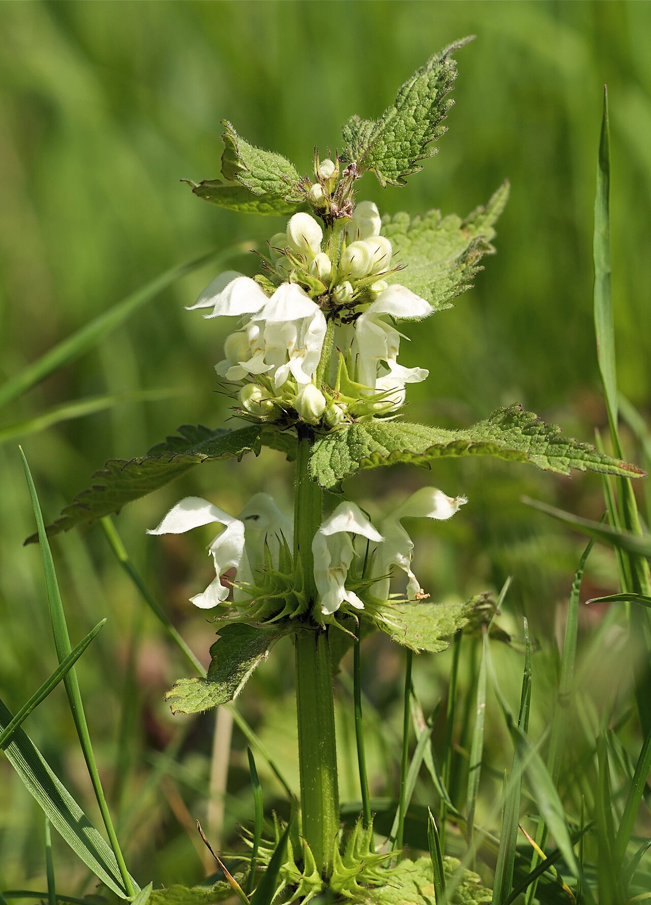 White Dead-nettle — Lamium album, used in Haitian and Caribbean herbal tradition