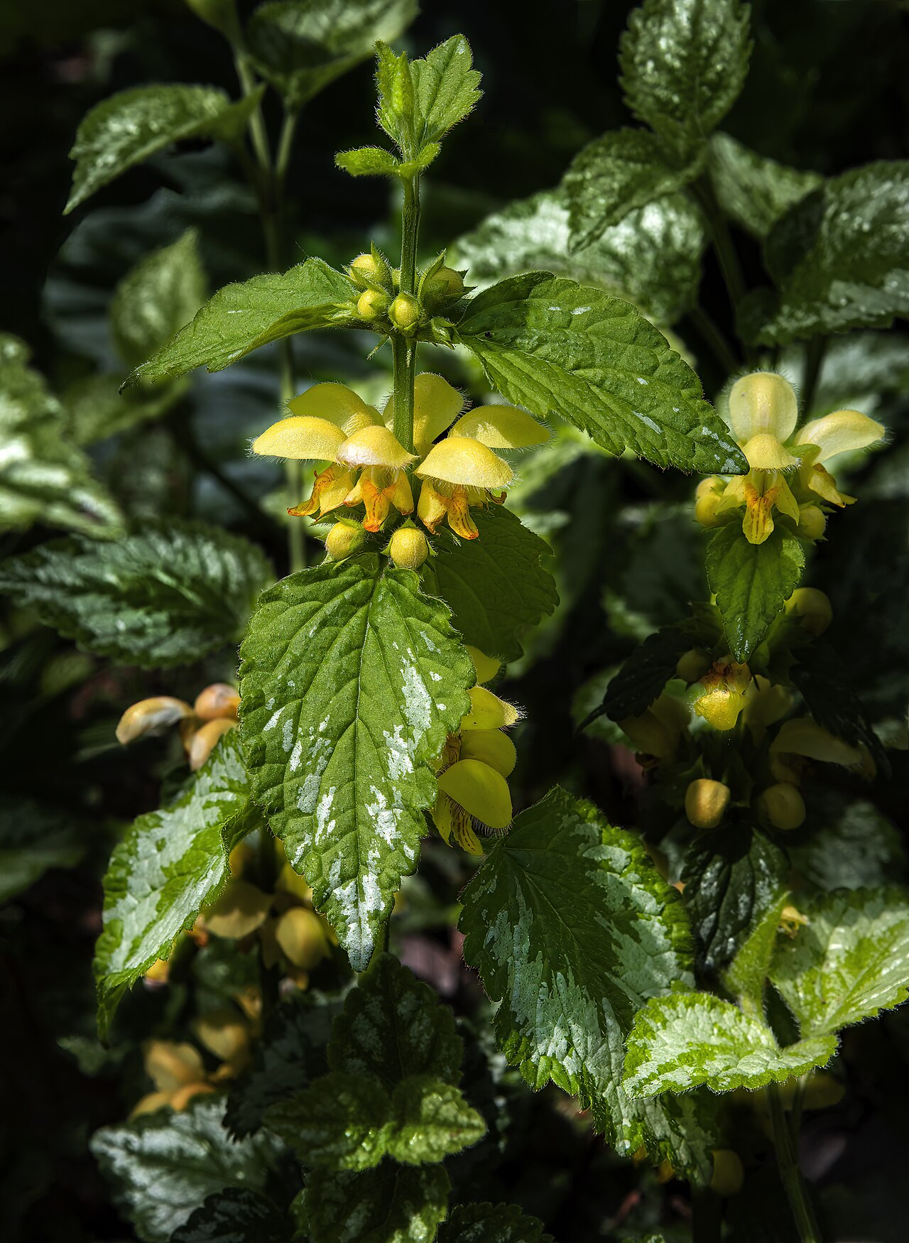 Yellow Archangel — Lamium galeobdolon, used in Haitian and Caribbean herbal tradition