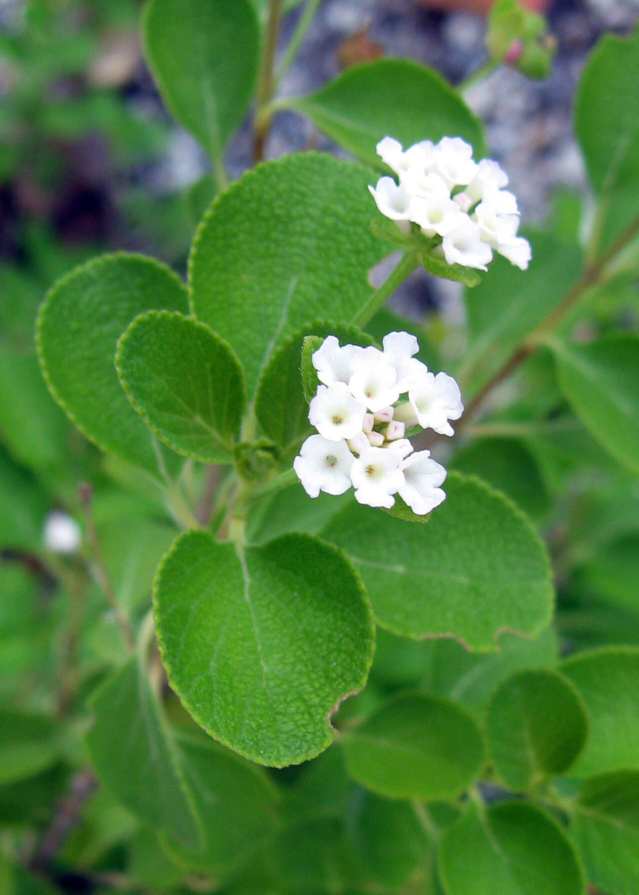 Buttonsage — Lantana involucrata, used in Haitian and Caribbean herbal tradition