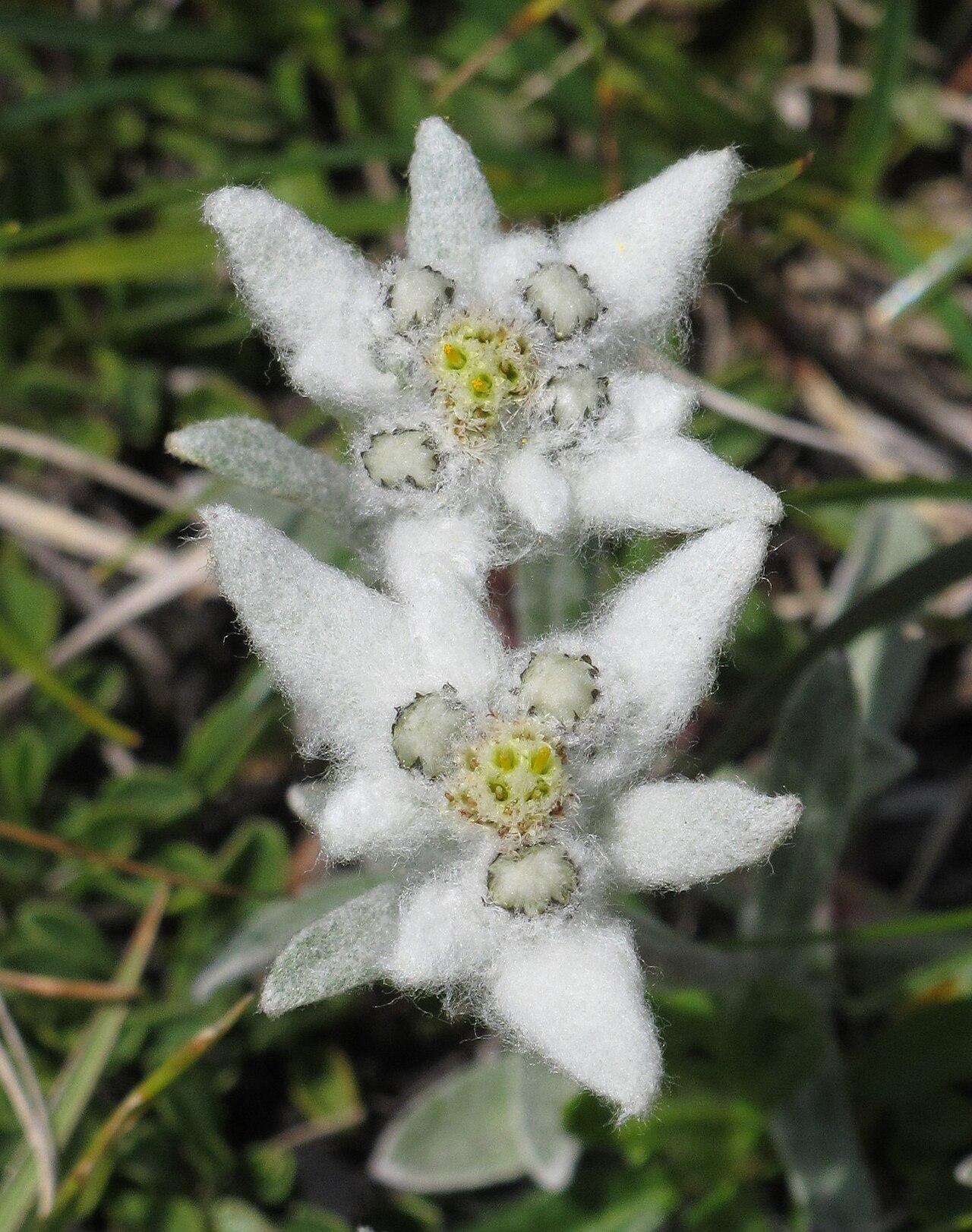 Edelweiss — Leontopodium nivale, used in Adriatic and Balkan herbal tradition