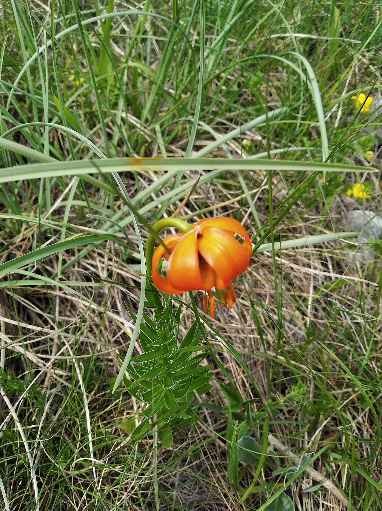 Bosnian lily — Lilium bosniacum, used in Adriatic and Balkan herbal tradition