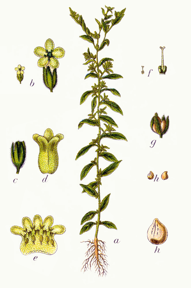 Common gromwell — Lithospermum officinale, used in Haitian and Caribbean herbal tradition