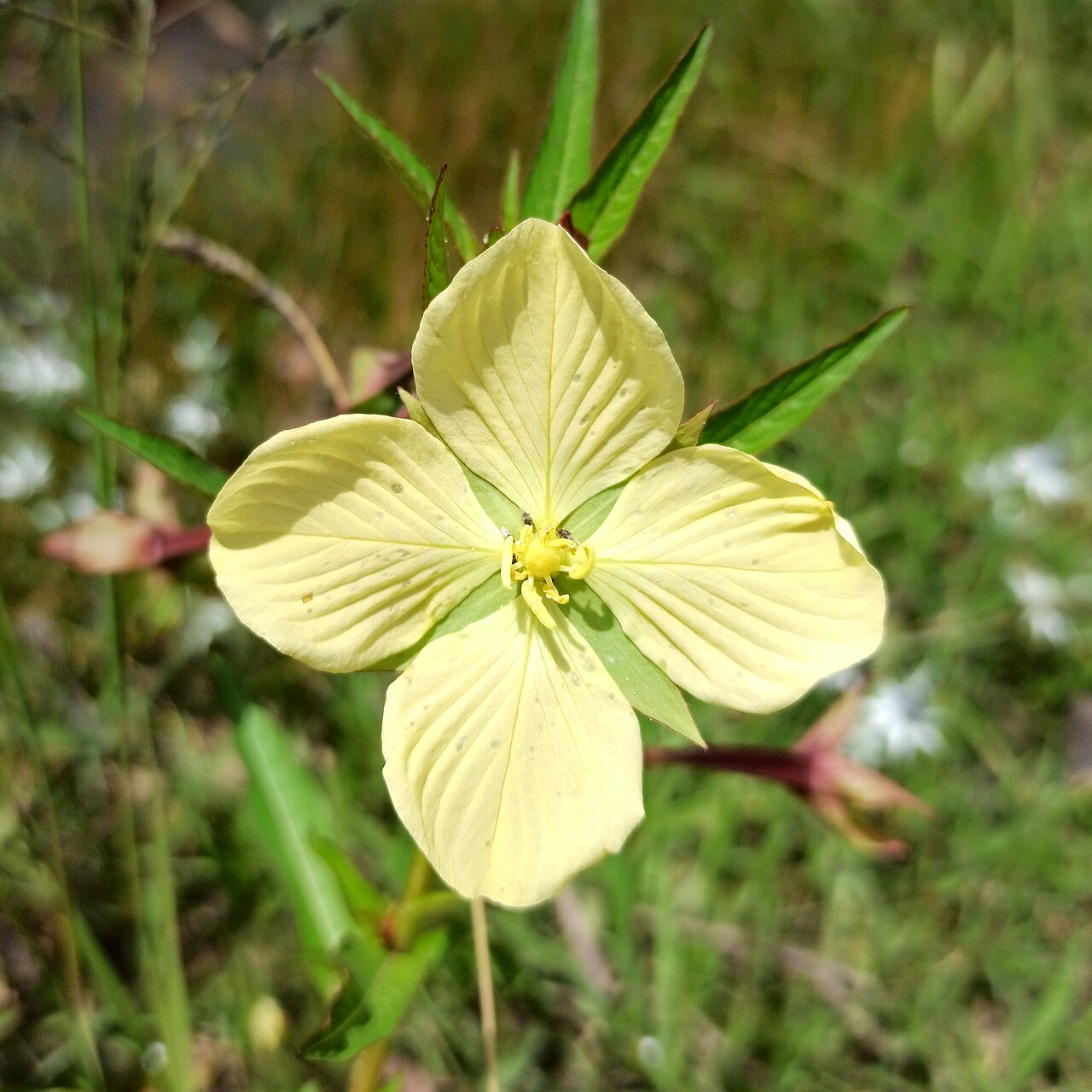 Mexican primrose-willow — Ludwigia octovalvis, used in Haitian and Caribbean herbal tradition