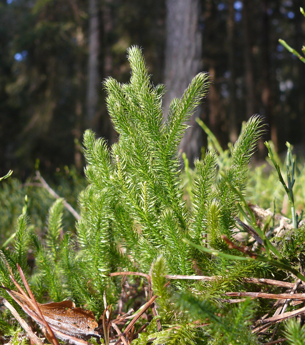 Club moss — Lycopodium clavatum, used in Haitian and Caribbean herbal tradition