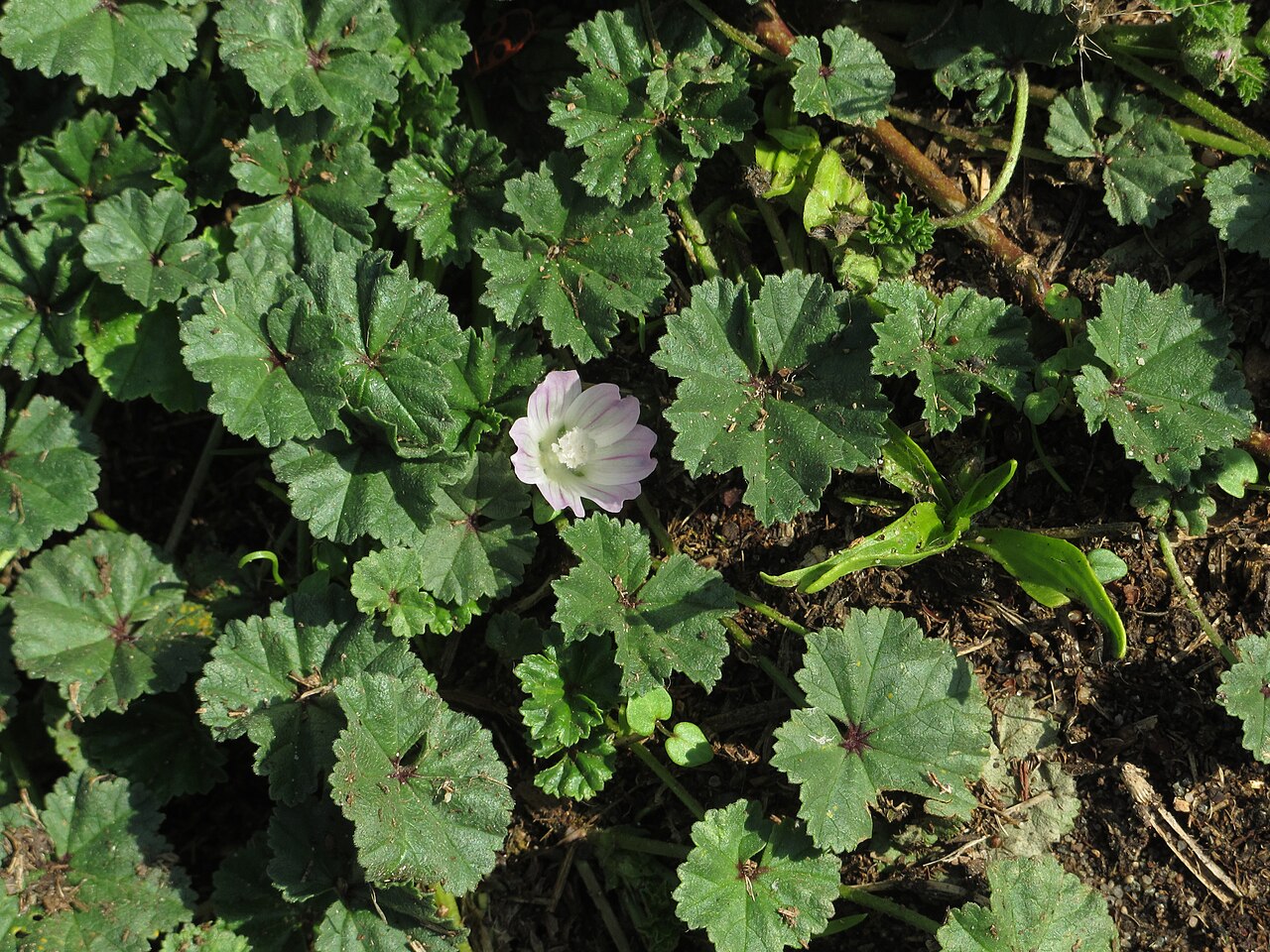 Dwarf mallow — Malva neglecta, used in Adriatic and Balkan herbal tradition