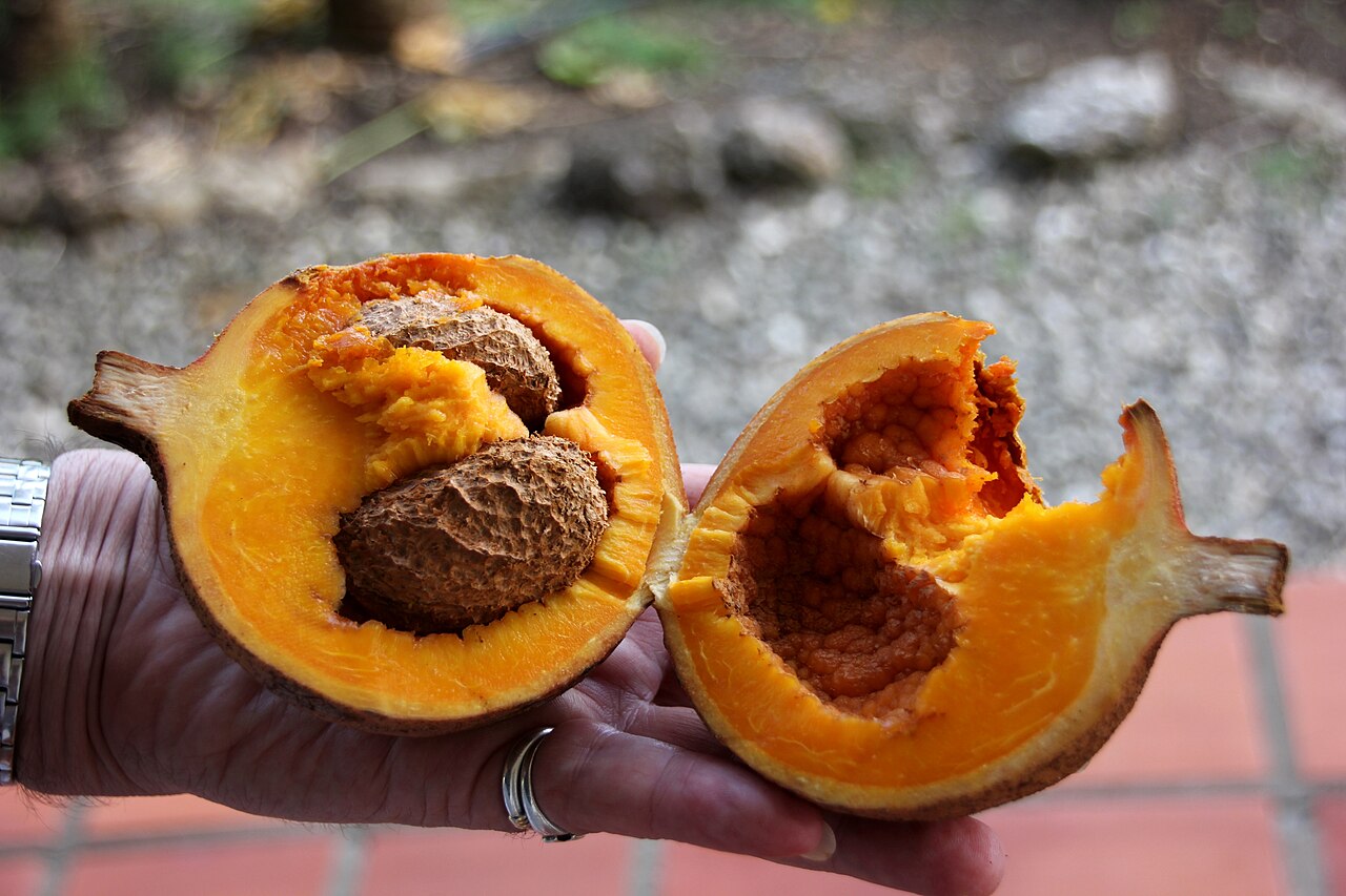 Mammee apple (Abriko) — Mammea americana, used in Haitian and Caribbean herbal tradition