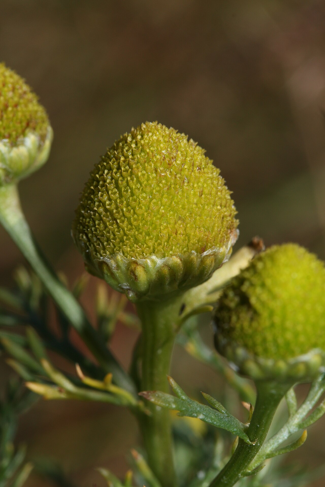 Pineappleweed — Matricaria discoidea, used in Haitian and Caribbean herbal tradition