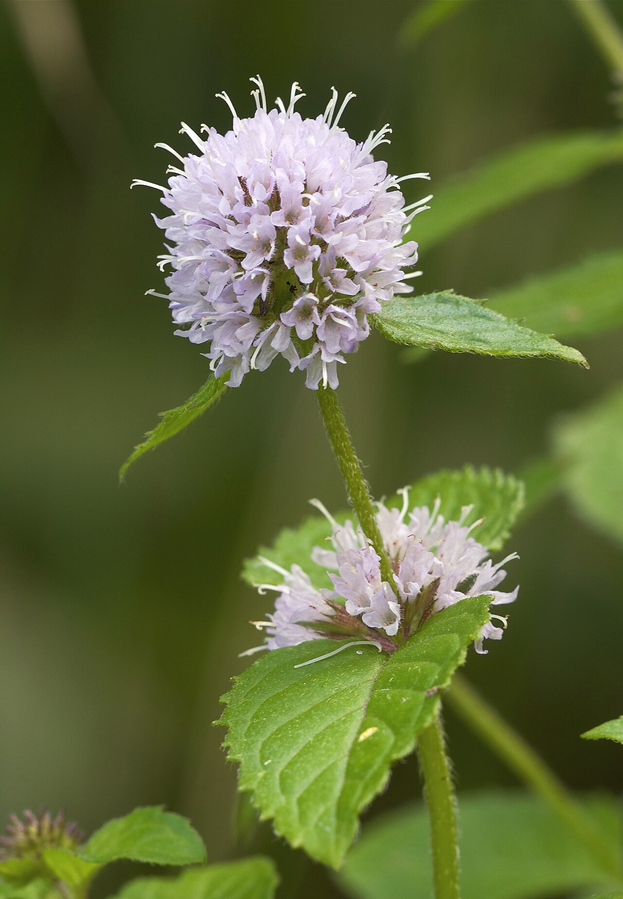 Water mint — Mentha aquatica, used in Haitian and Caribbean herbal tradition