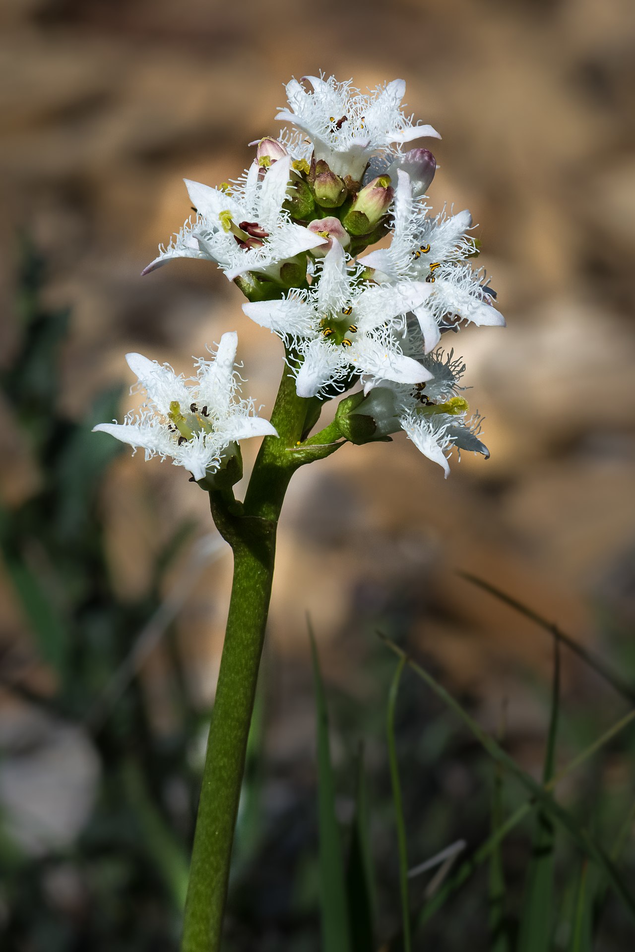 Bogbean — Menyanthes trifoliata, used in Haitian and Caribbean herbal tradition