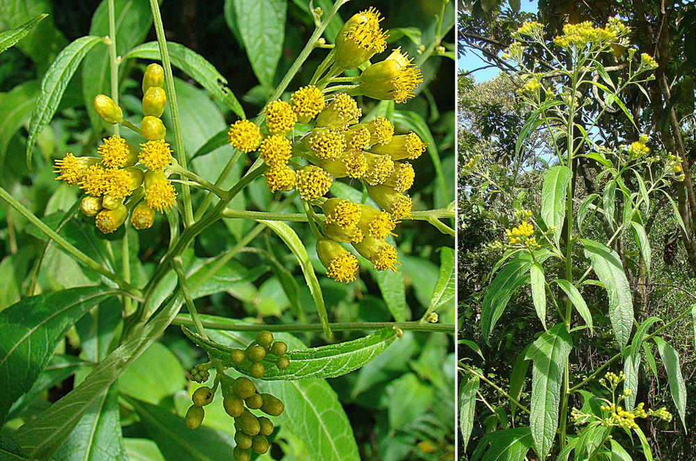 Jackass bitters (lachòy) — Neurolaena lobata, used in Haitian and Caribbean herbal tradition