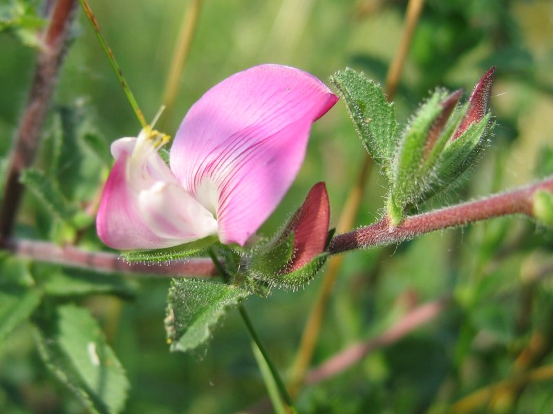 Field restharrow — Ononis arvensis, used in Adriatic and Balkan herbal tradition