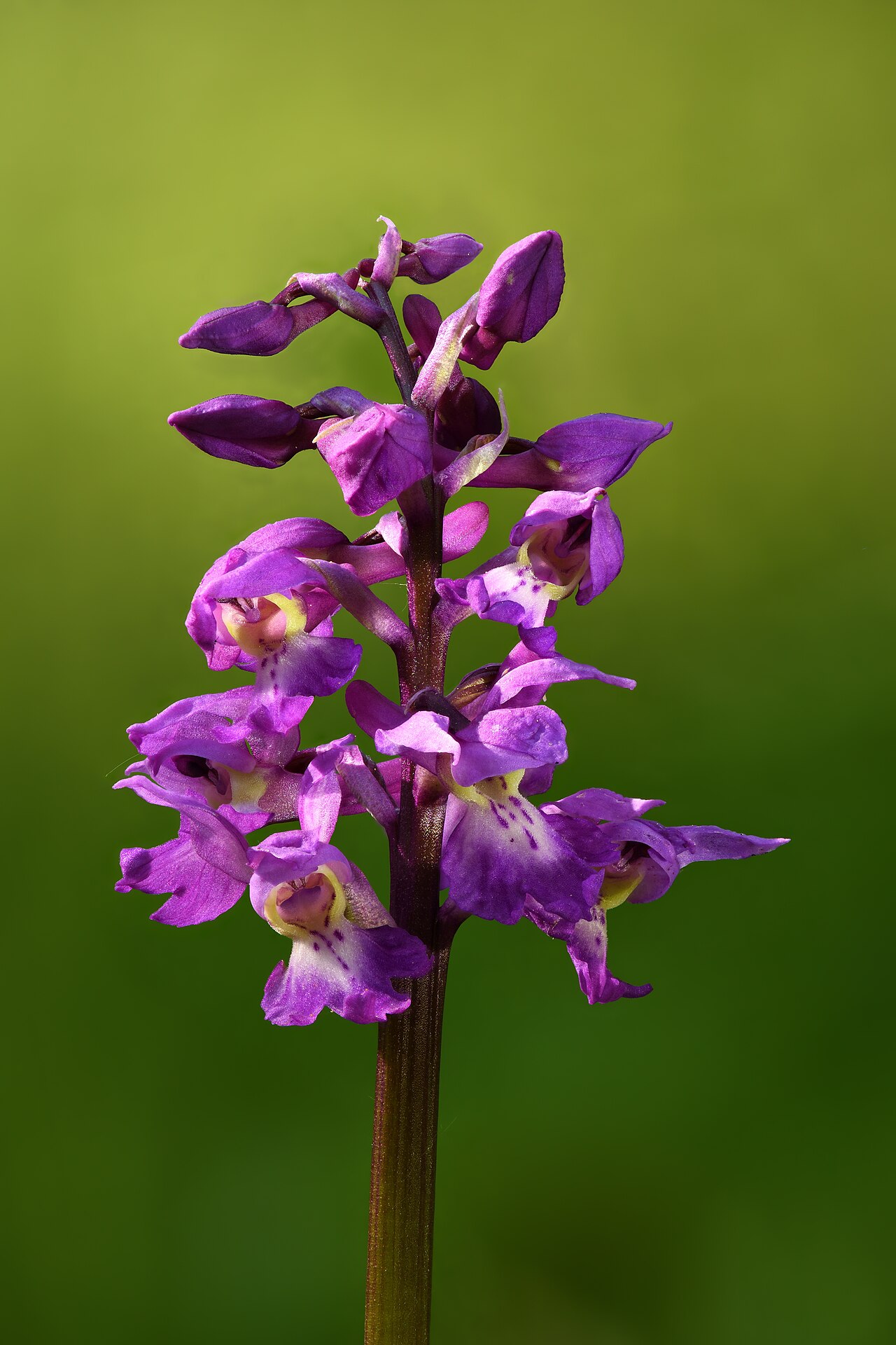 Early purple orchid — Orchis mascula, used in Adriatic and Balkan herbal tradition