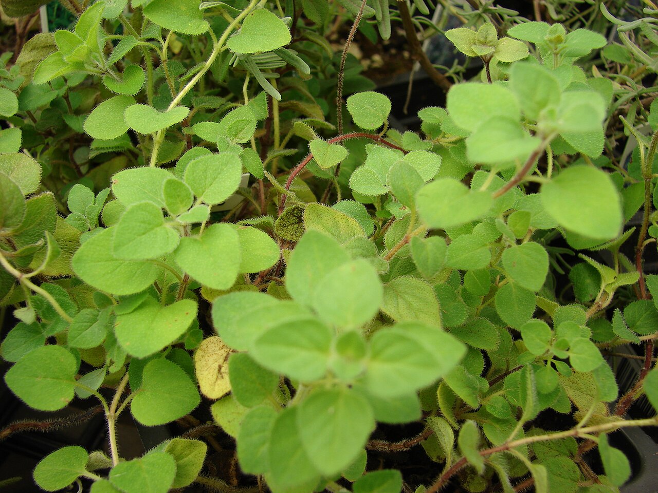 Oregano / Marjoram (Oregàn) — Origanum heracleoticum, used in Haitian and Caribbean herbal tradition