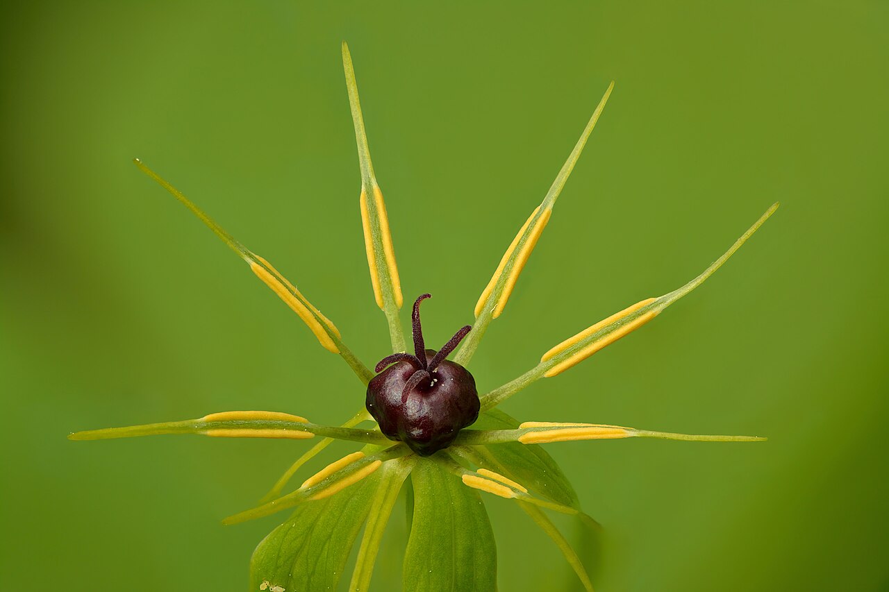 Herb Paris — Paris quadrifolia, used in Haitian and Caribbean herbal tradition