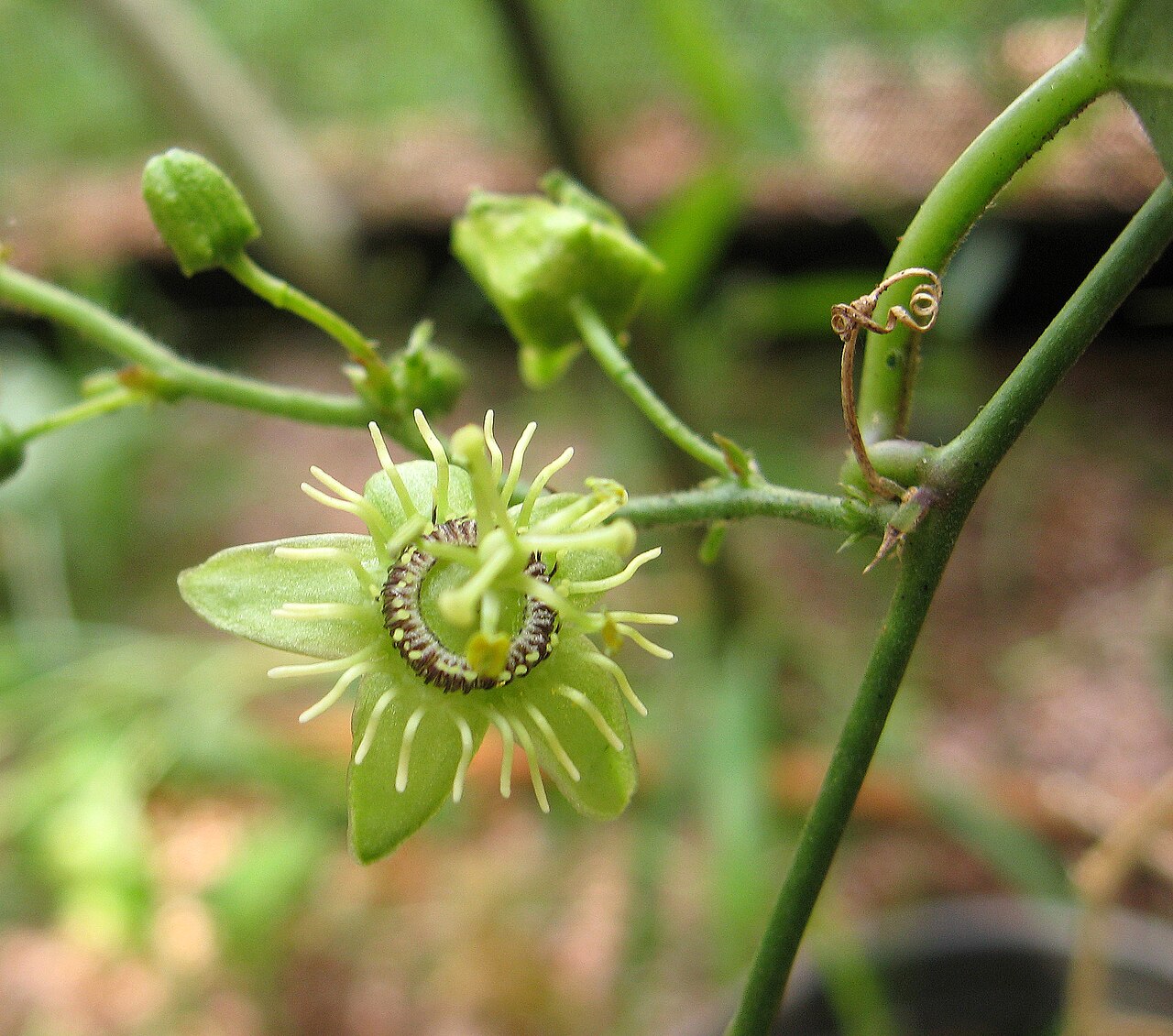Corkystem passionflower — Passiflora suberosa, used in Haitian and Caribbean herbal tradition