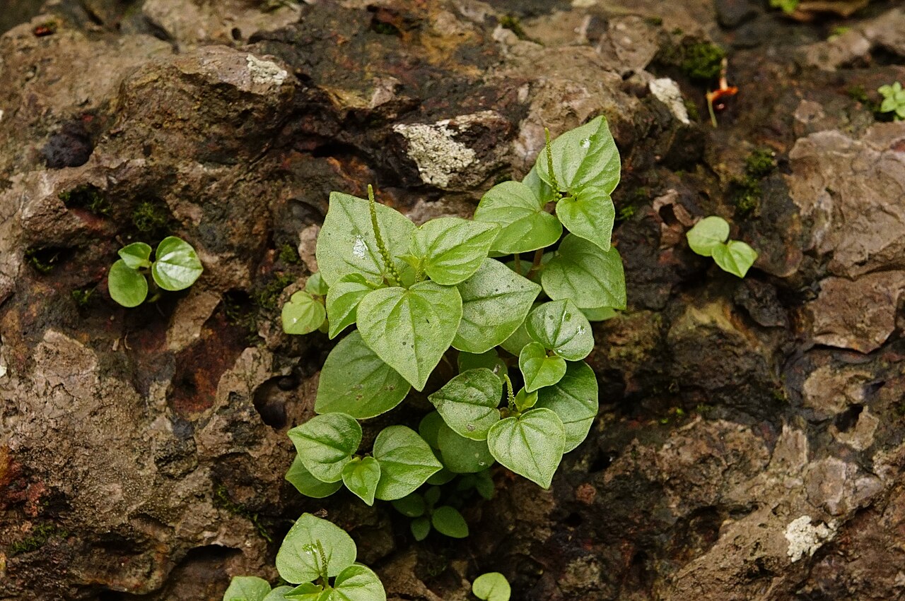 Shining bush — Peperomia pellucida, used in Haitian and Caribbean herbal tradition