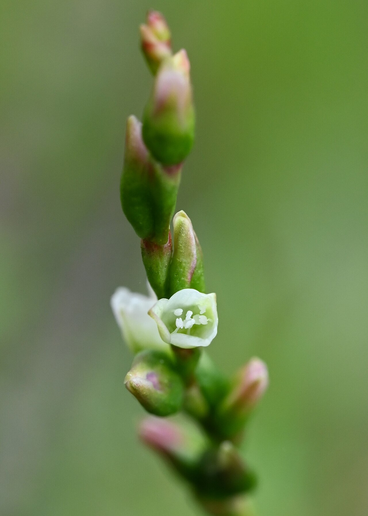 Water Pepper — Persicaria hydropiper, used in Haitian and Caribbean herbal tradition
