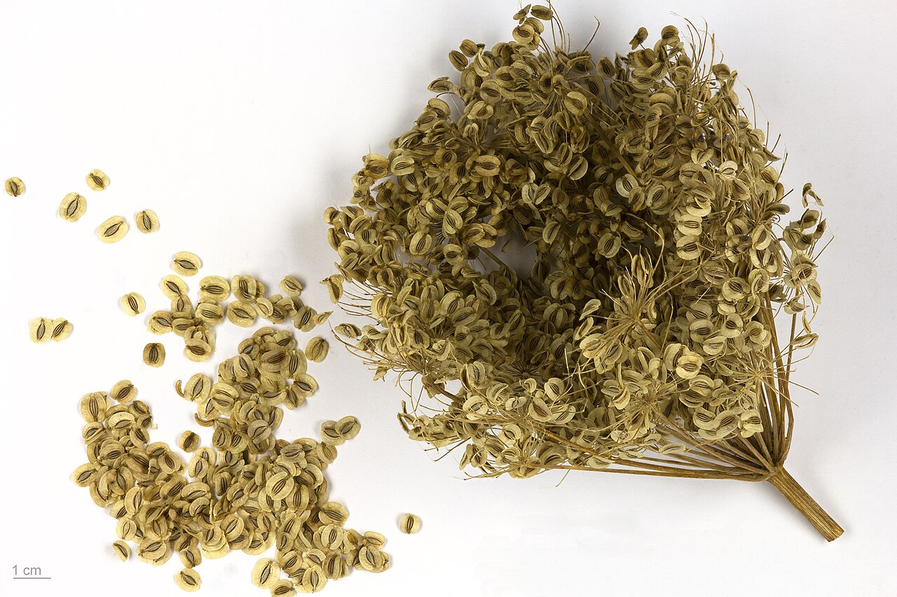 Masterwort — Peucedanum ostruthium, used in Haitian and Caribbean herbal tradition