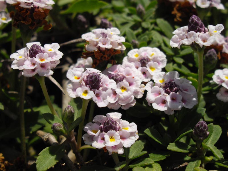 Frog fruit (Fleur la Cigale) — Phyla nodiflora, used in Haitian and Caribbean herbal tradition