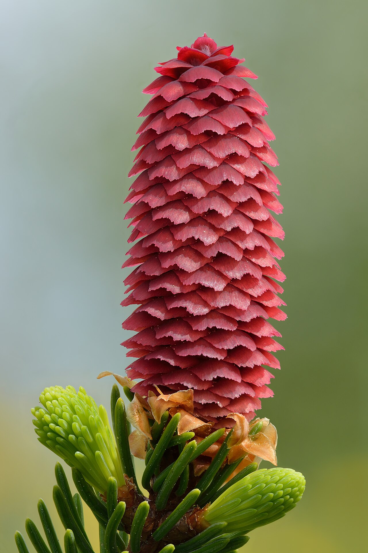 Norway spruce — Picea abies, used in Adriatic and Balkan herbal tradition