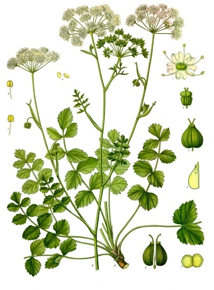 Burnet saxifrage — Pimpinella saxifraga, used in Haitian and Caribbean herbal tradition