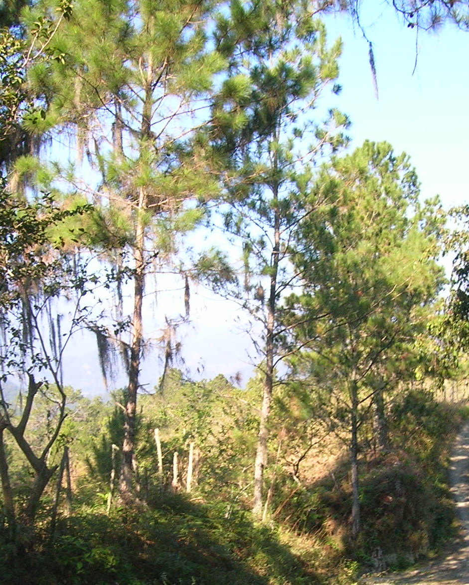 Hispaniolan pine (Bwa pen) — Pinus occidentalis, used in Haitian and Caribbean herbal tradition