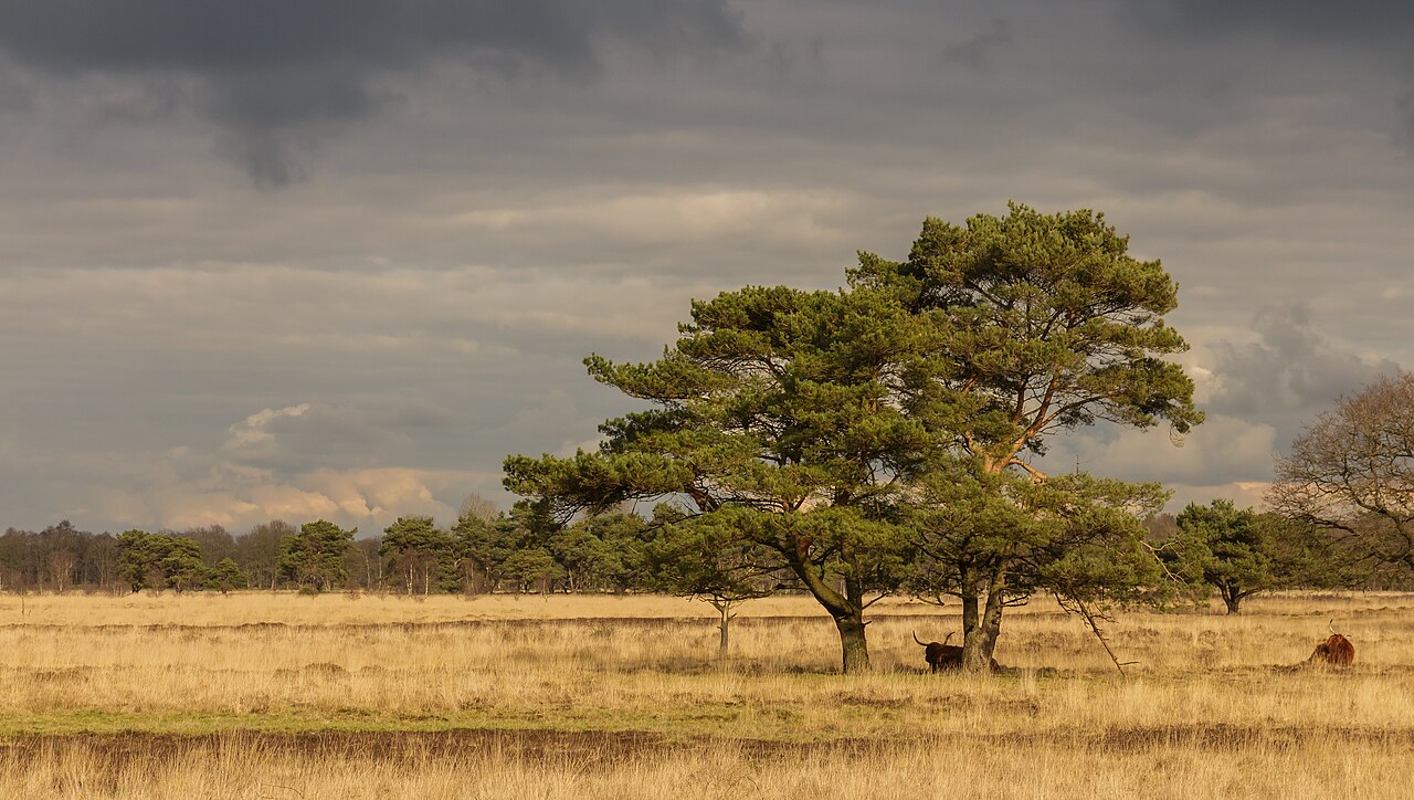 Scots pine — Pinus sylvestris, used in Haitian and Caribbean herbal tradition
