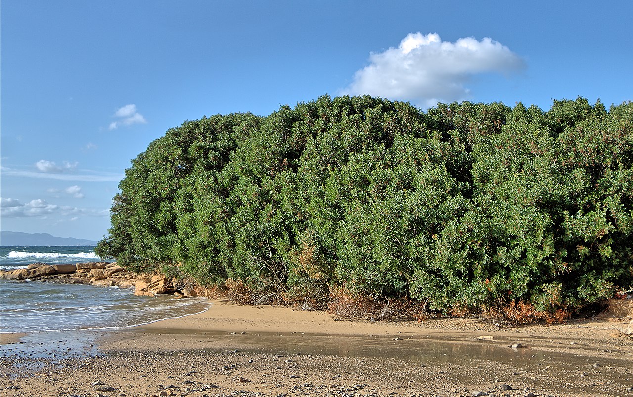Mastic / Lentisk — Pistacia lentiscus, used in Adriatic and Balkan herbal tradition