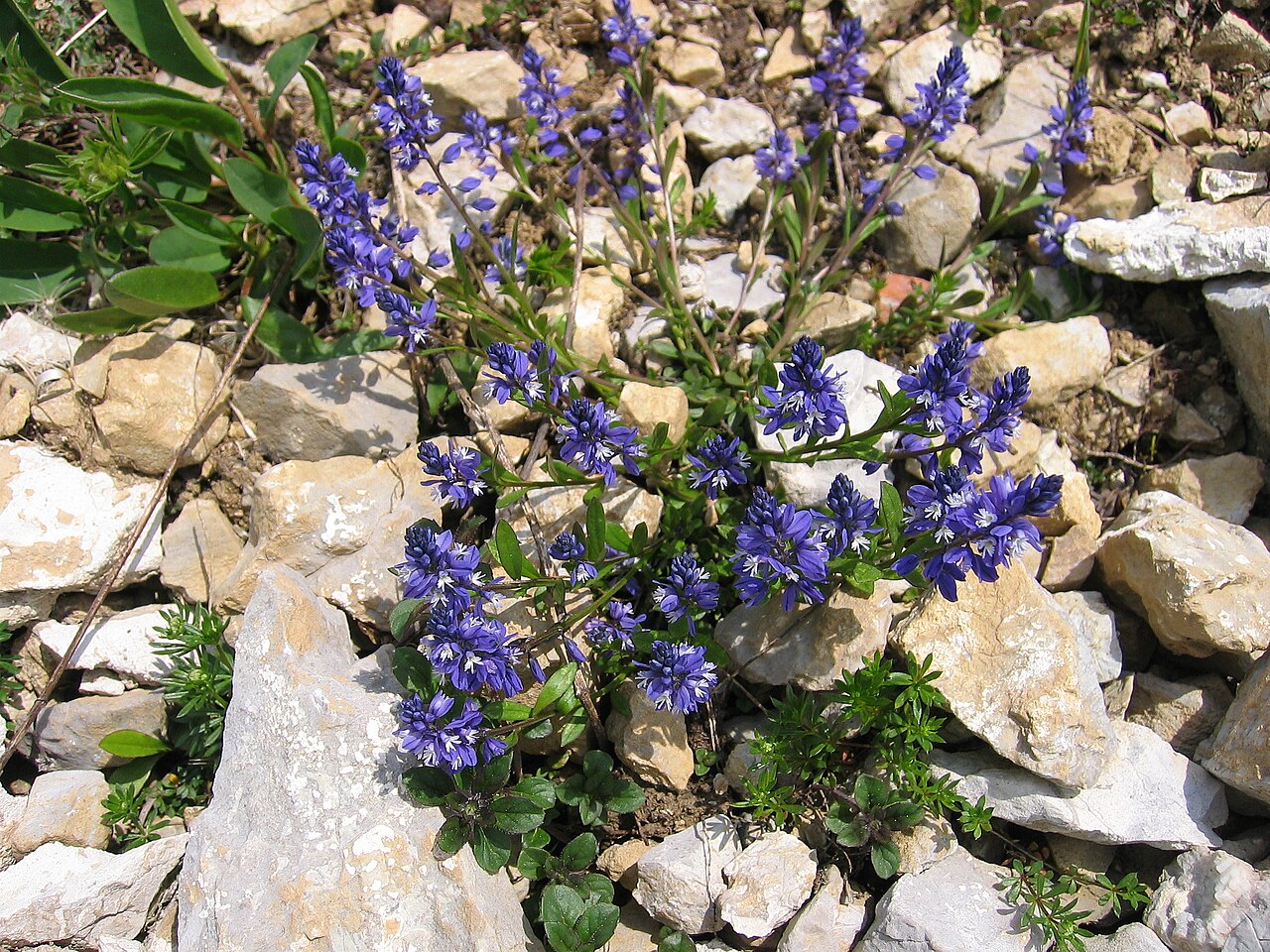 Bitter Milkwort — Polygala amara, used in Haitian and Caribbean herbal tradition