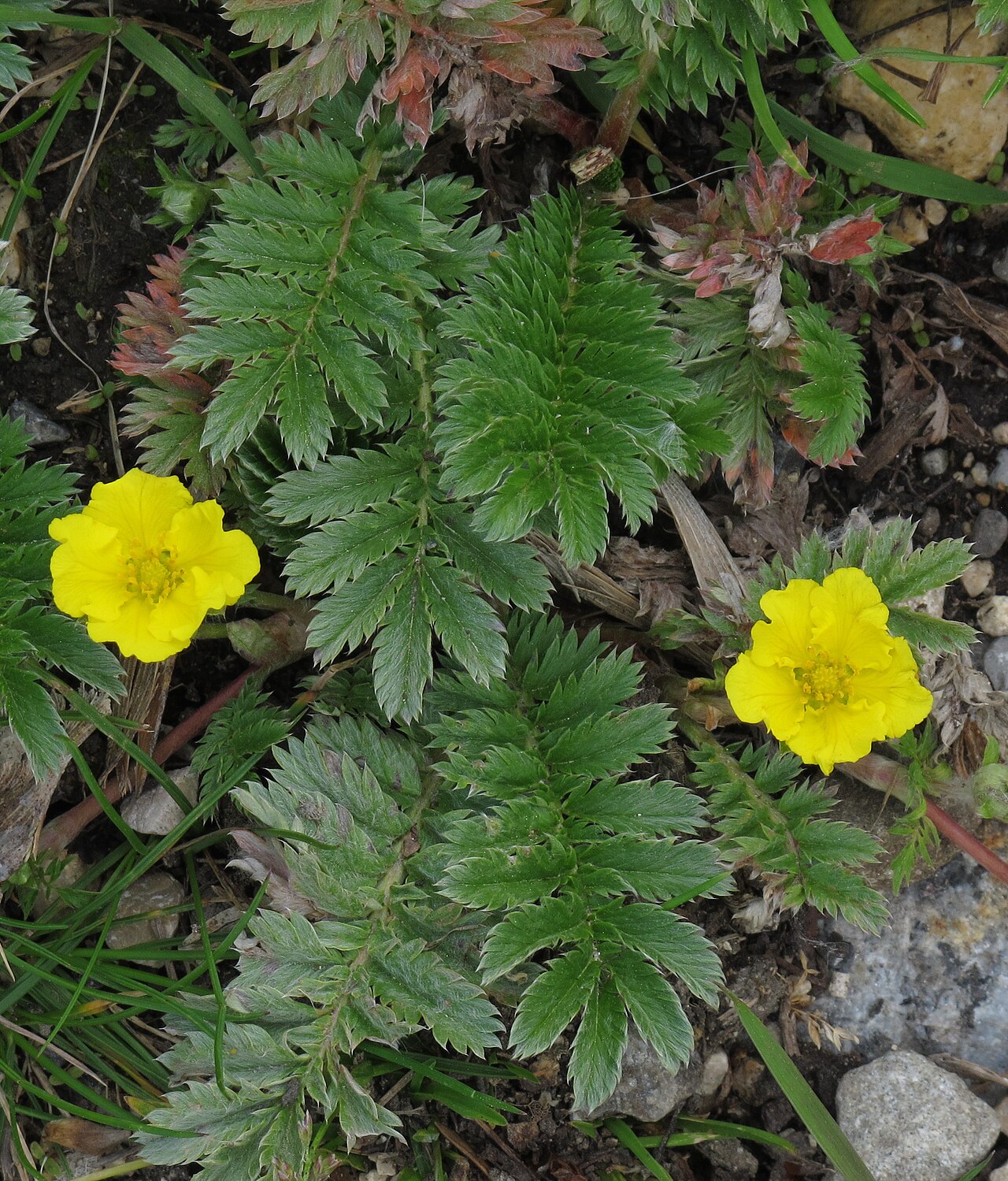 Silverweed — Potentilla anserina, used in Haitian and Caribbean herbal tradition