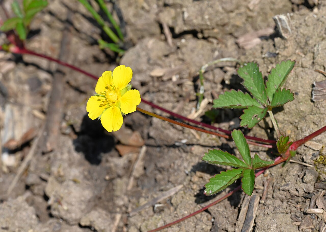Creeping Cinquefoil — Potentilla reptans, used in Haitian and Caribbean herbal tradition
