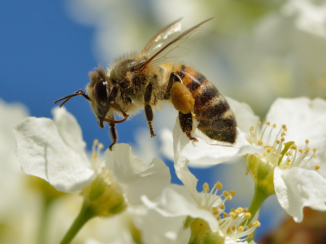 Bird cherry — Prunus padus, used in Adriatic and Balkan herbal tradition