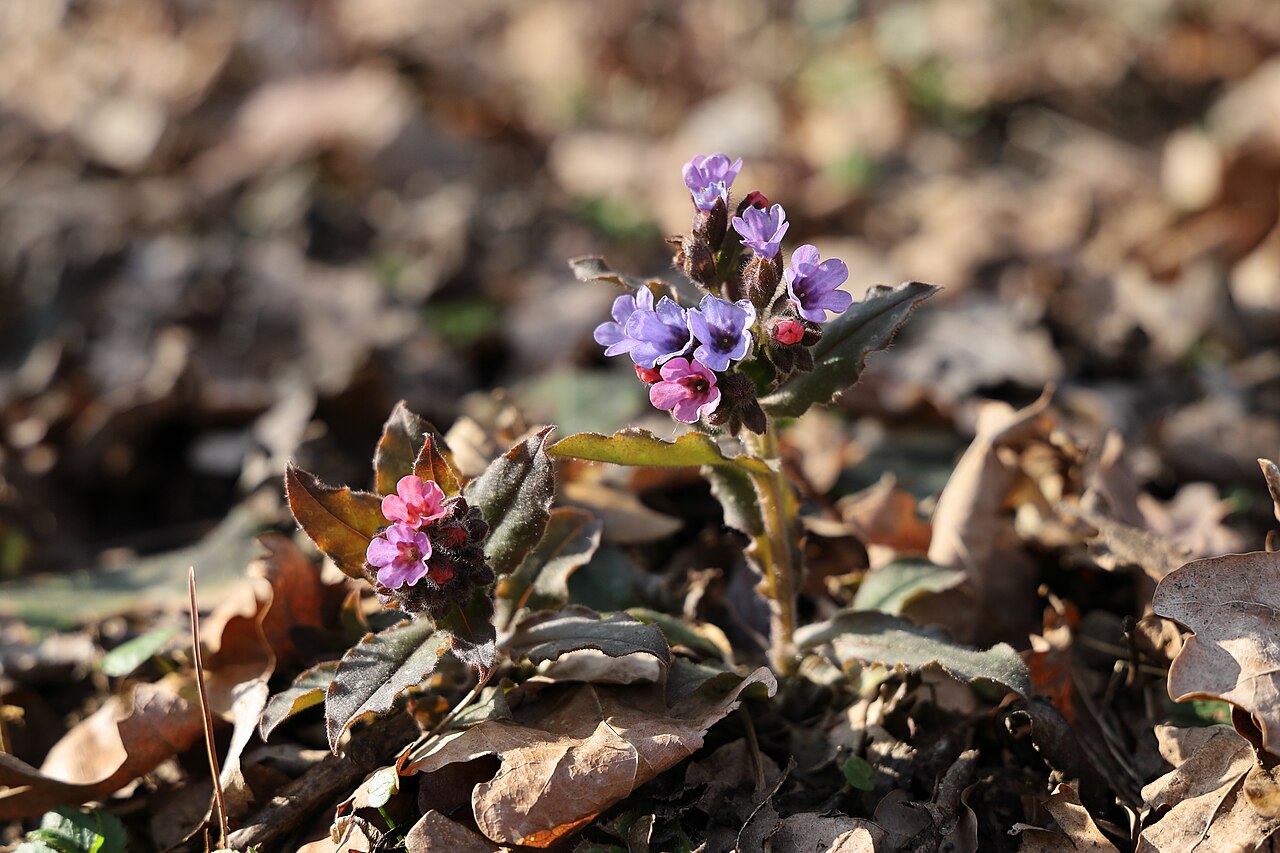 Lungwort — Pulmonaria officinalis, used in Haitian and Caribbean herbal tradition