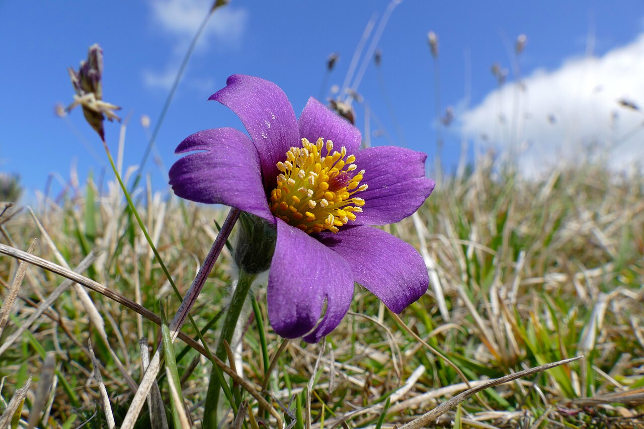 Pasqueflower — Pulsatilla vulgaris, used in Haitian and Caribbean herbal tradition