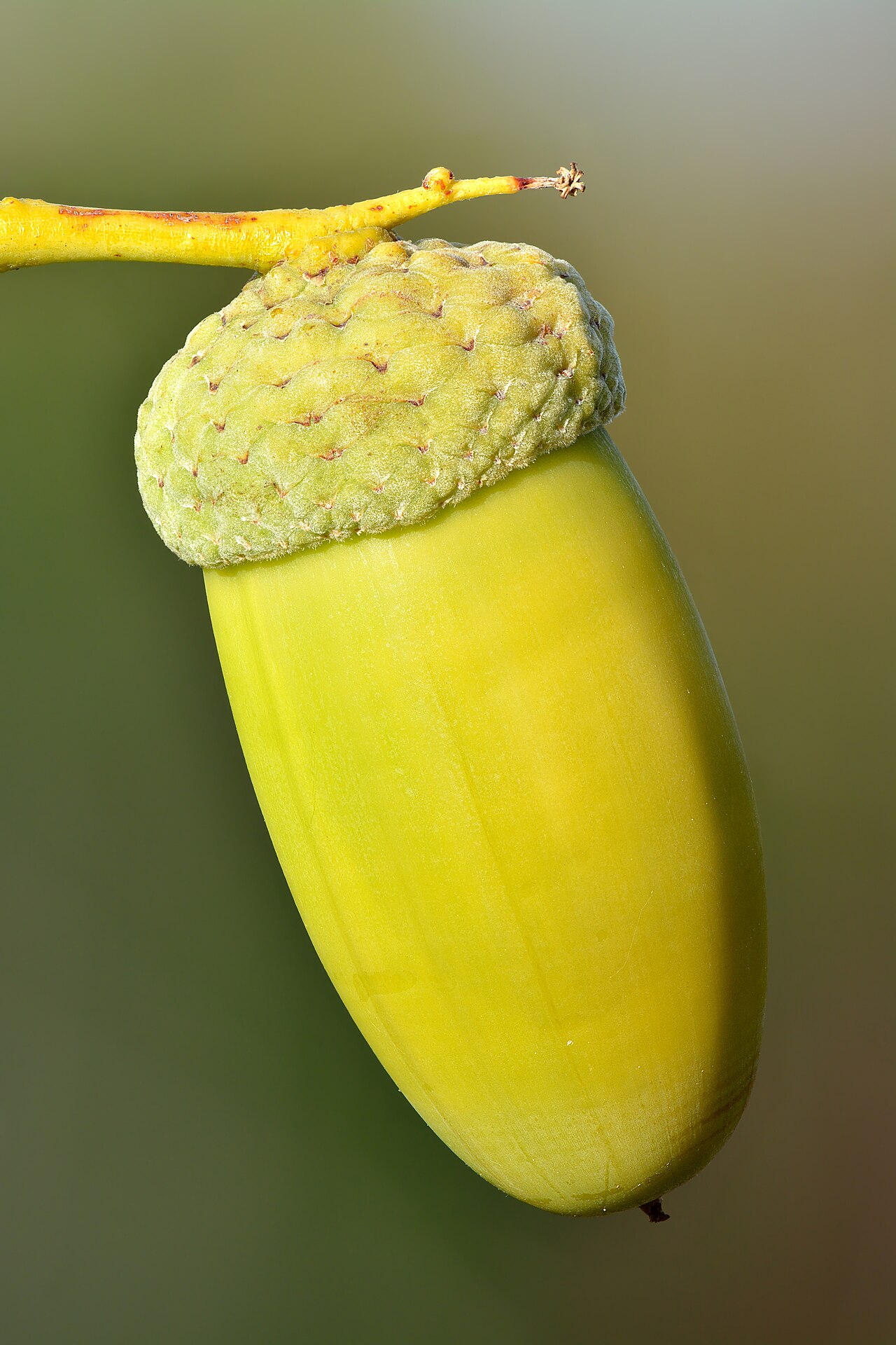 Pedunculate oak — Quercus robur, used in Haitian and Caribbean herbal tradition
