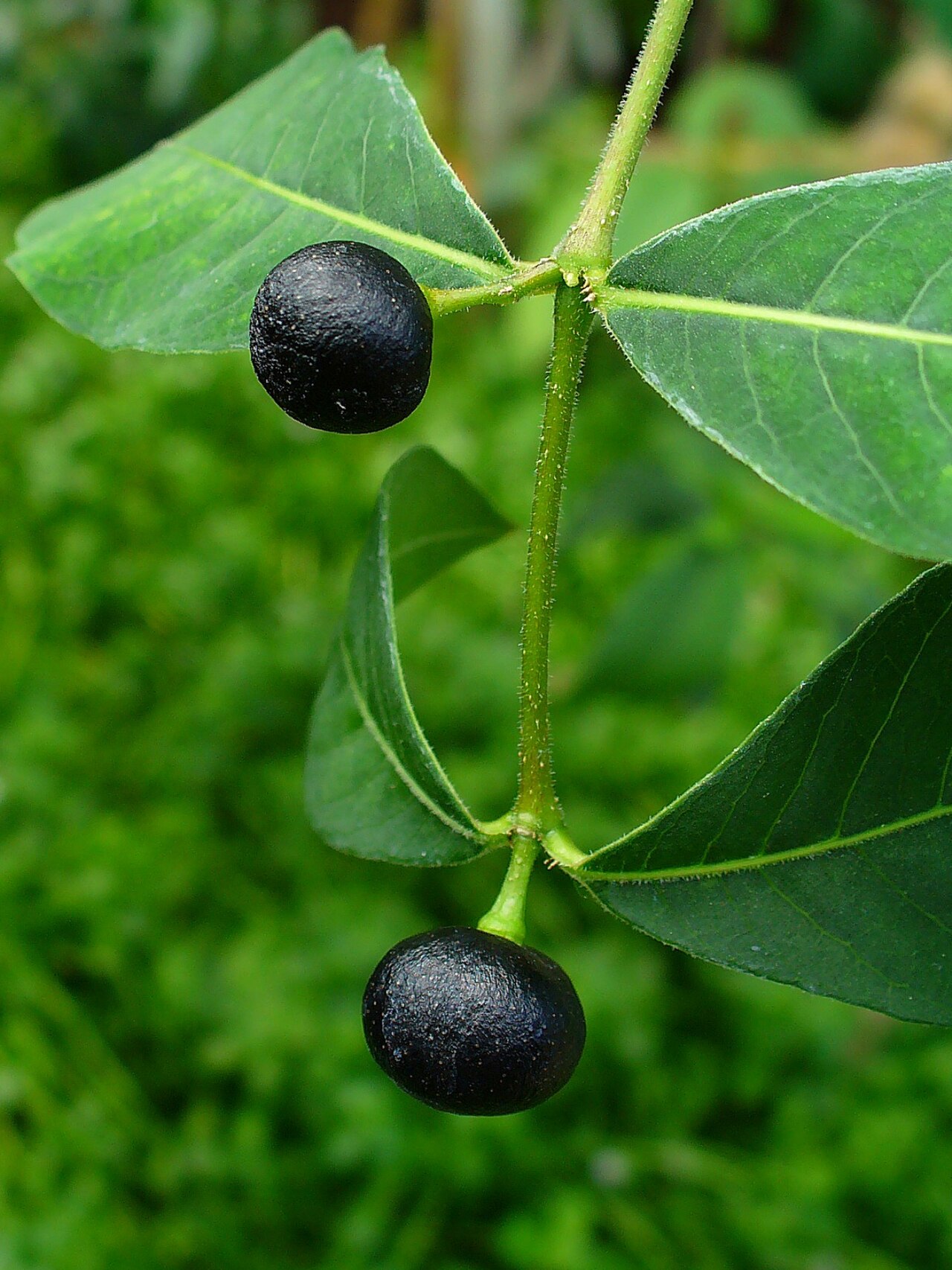 Indian Snakeroot — Rauvolfia serpentina, used in Haitian and Caribbean herbal tradition
