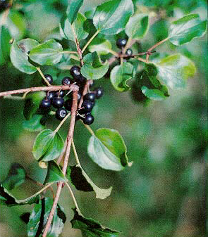 Buckthorn — Rhamnus catharticus, used in Haitian and Caribbean herbal tradition