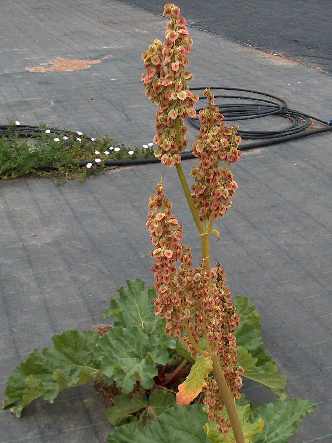 Rhubarb — Rheum undulatum, used in Haitian and Caribbean herbal tradition