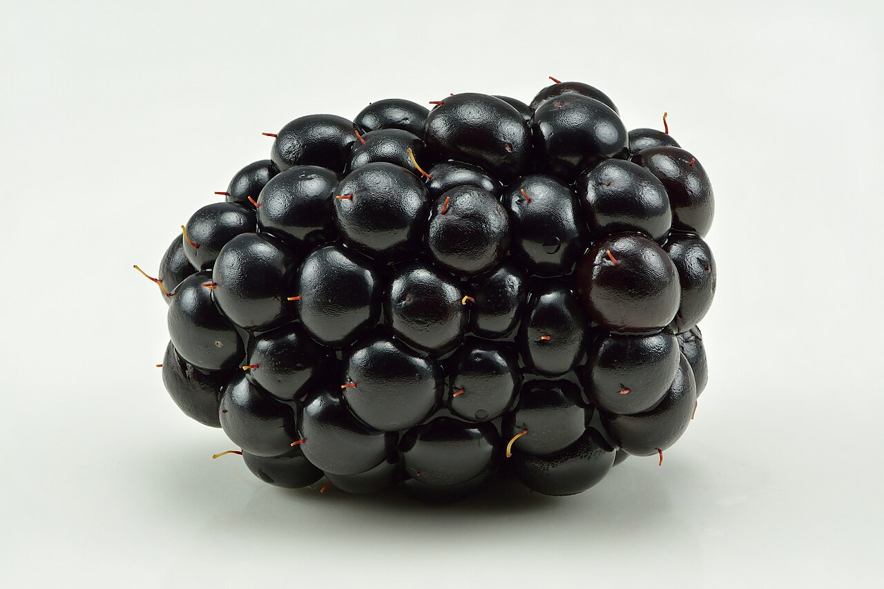 Blackberry — Rubus fruticosus, used in Haitian and Caribbean herbal tradition