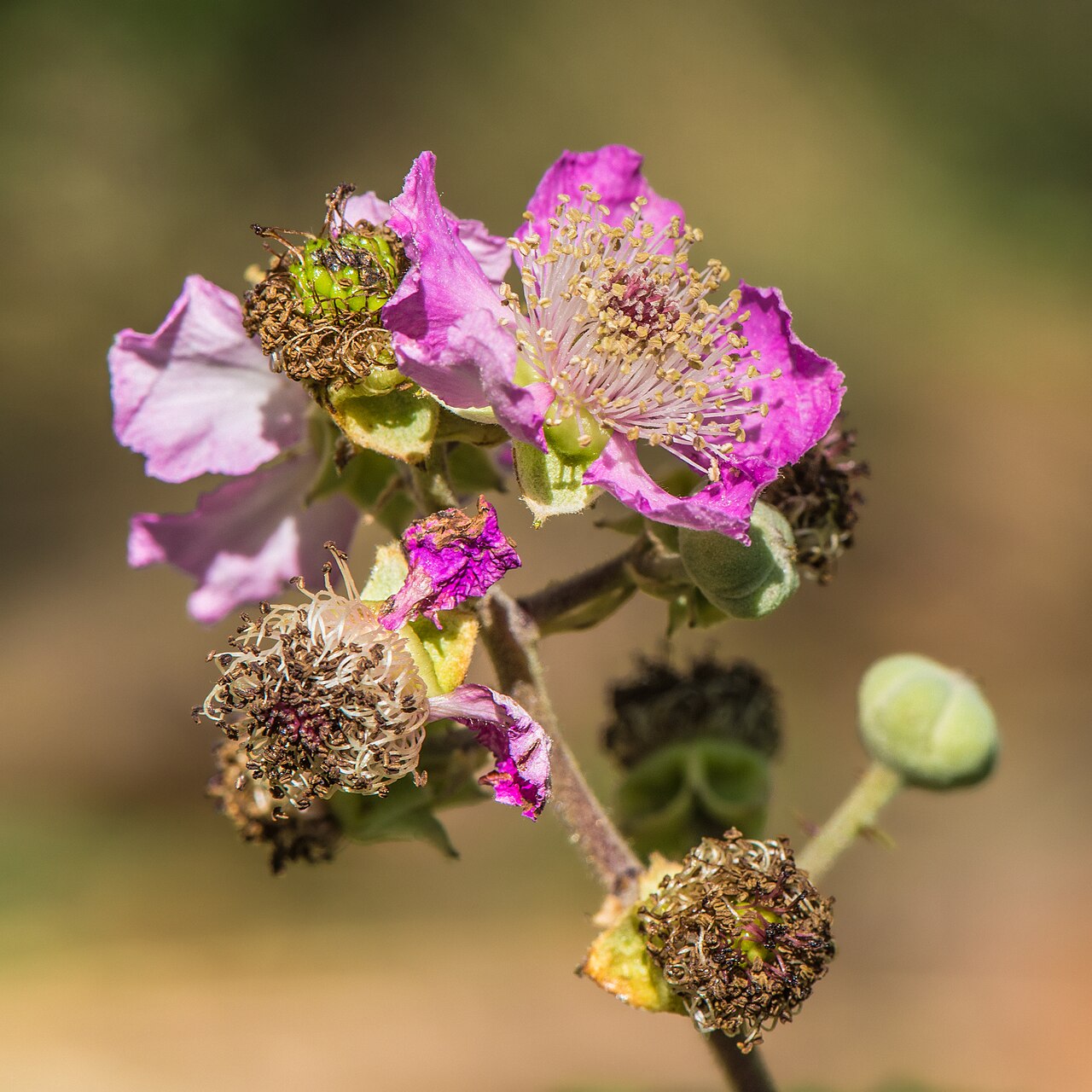 Blackberry / Bramble — Rubus ulmifolius, used in Adriatic and Balkan herbal tradition