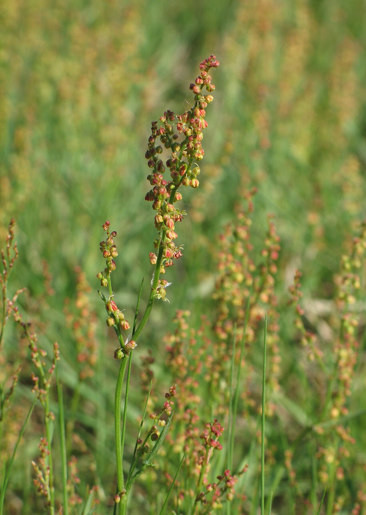 Sheep's sorrel — Rumex acetosella, used in Adriatic and Balkan herbal tradition